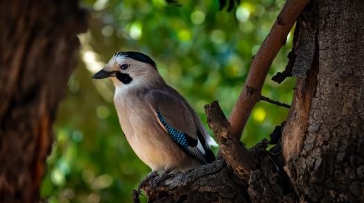 A Eurasian Jay sits on a branch