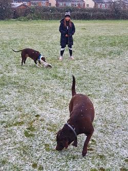 Lily and her dogs