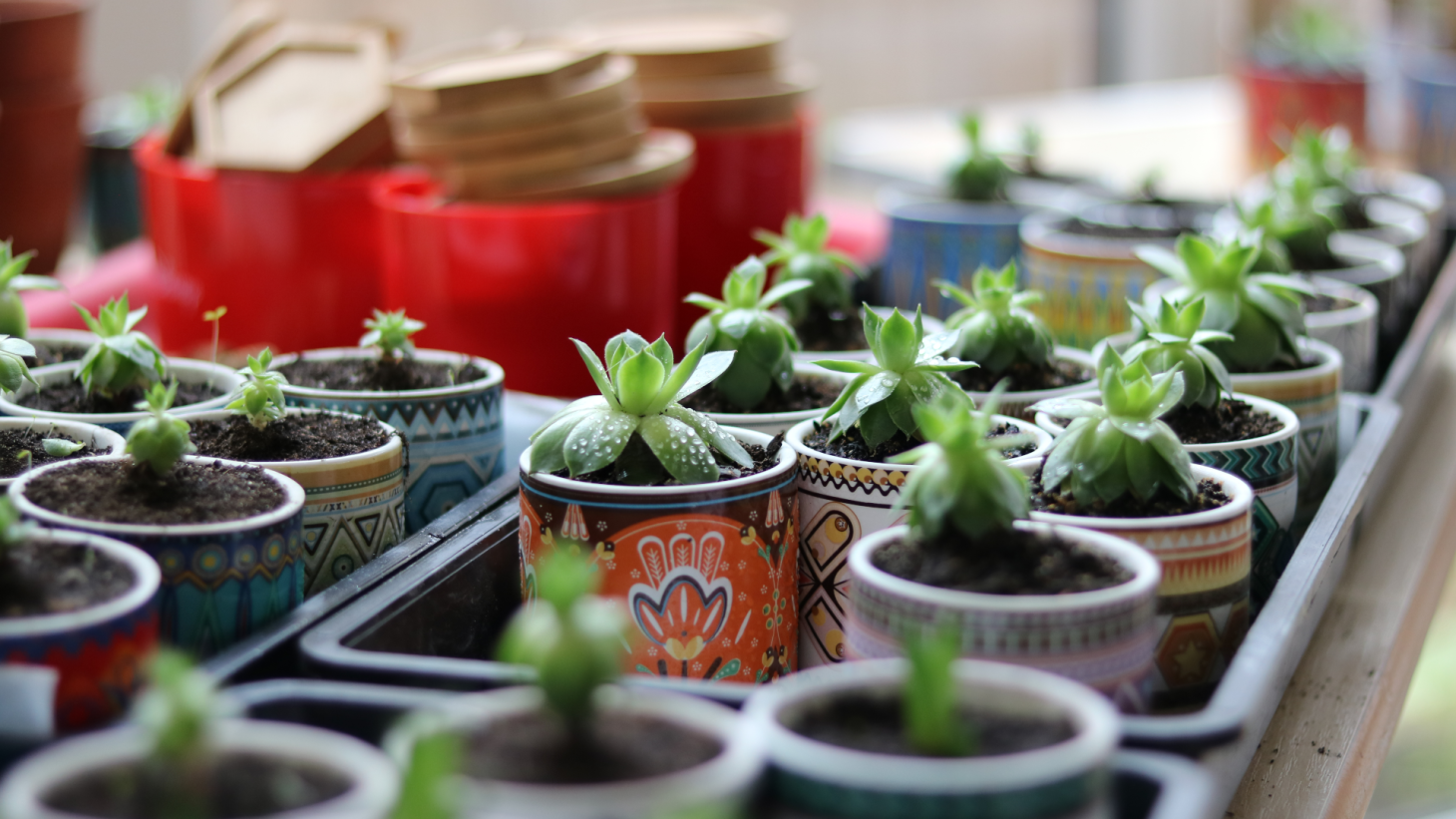 Seeds growing in ceramic pots