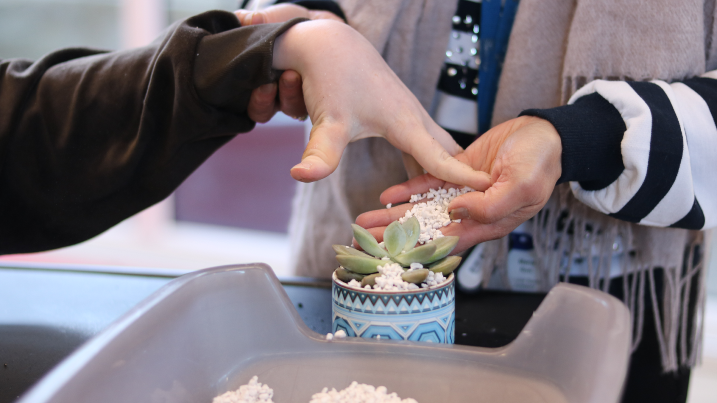 Making Enterprise Platinum Plant Succulents