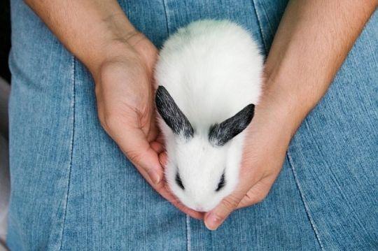 Rabbit being held 