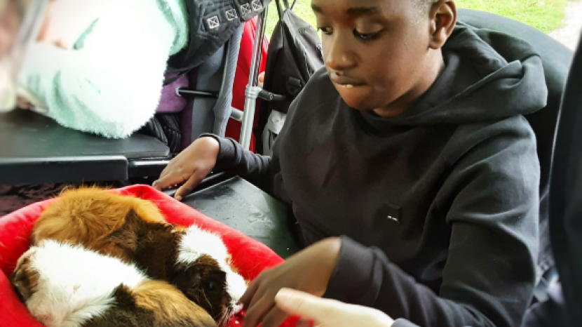 Child touching and learning about animals