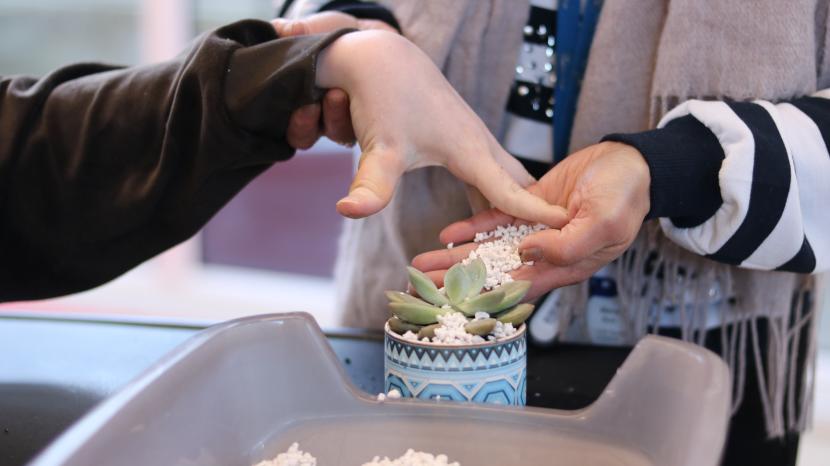 Making Enterprise Platinum Plant Succulents