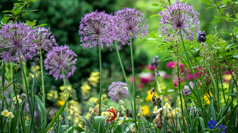 Purple alliums in a garden