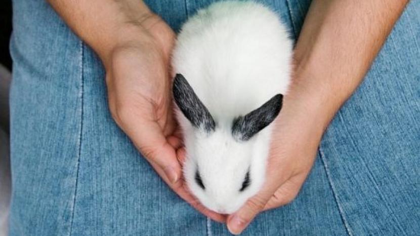 Rabbit being held 